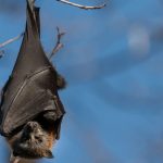 Cette capacité qu'on pensait réservée aux animaux existerait aussi chez l'humain, voici ce que cela change