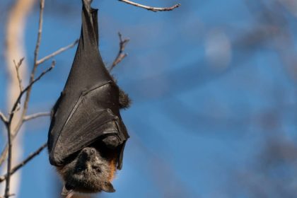 Cette capacité qu'on pensait réservée aux animaux existerait aussi chez l'humain, voici ce que cela change